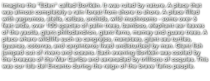 Imagine the "Eden" called Borikén. It was ruled by nature. A place that was almost completely a rain forest from shore to shore. A place filled with yagrumos, alelís, ceibas, orchids, wild mushrooms - some over 6 feet wide, over 100 species of palm trees, bamboo, elephant ear leaves of the yautía, giant philodendron, giant ferns, mamey and guava trees. A place where wildlife such as cangrejos, manatees, giant sea turtles, iguanas, cotorras, and carpinteros lived undisturbed by man. Giant fish jumped out of rivers and oceans. Each evening Borikén was cooled by the breezes of the Mar Caribe and serenaded by trillions of coquíes. This was our Isla del Encanto during the reign of the brave Taíno people. 